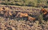 TANZANIA - Serengeti National Park - Leoni Lions - 28